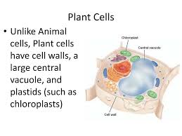 Maybe you would like to learn more about one of these? Ppt Cell Organelles Powerpoint Presentation Free Download Id 1923177