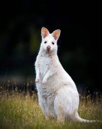 Albino Bennets Wallaby Cute Animal Pictures Cute Animals Animals