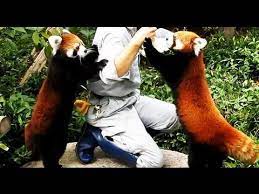 Adorable Clip Of Japanese Zookeeper Feeding Red Pandas Red Panda Panda Cute Animals