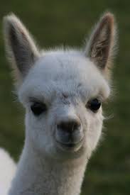 Butlers Farm Alpacas Animals Beautiful Alpaca Farm Animal Lover