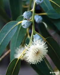 Check spelling or type a new query. Eucalyptus Eucaliptus Sp Allergy Leti Pharma