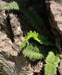 Image result for Lonchitis