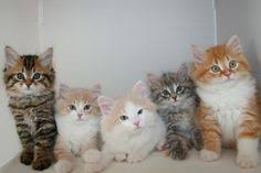 We are a home cattery of traditional forest siberian and neva masquerade siberian kittens. 32 Siberian Kittens Ideas Siberian Kittens Kittens Siberian