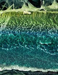 Coloured Freeze Fracture Scanning Electron Micrograph Sem Of The Layers Of The Retina The Light Sensitive T Micro Photography Microscopic Science And Nature