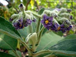 Image result for Solanum giganteum