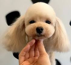 Customized services for your dog or cat. The 10 Best Mobile Cat Groomers In Queens With Free Estimates