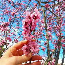 Maybe you would like to learn more about one of these? Live Spring Blossom Garden Gardens Gardening Cherryblossom Blossom Bloom Flower Flores Flowers Pink Spring Instagram Spring Flowers Instagram Photo