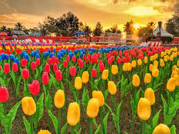 Tanaman ini berasal dari dari dataran cina, timur tengah, dan eropa timur. Glowing Tulip Garden Malaysia Home Facebook