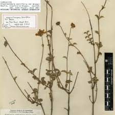 Image result for Bidens burundiensis