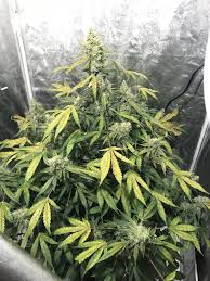 We did not find results for: Stressed Out Seedsman Northern Lights Auto 420 Magazine