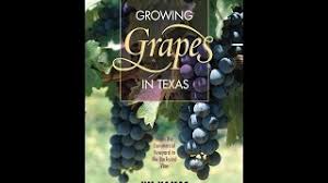 This plant is a wonderful variety of superbells! Growing Grapes In Texas Jim Kamas Central Texas Gardener Youtube