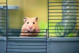7 best large cages for big hamsters compared & reviewed. How To Choose The Right Cage Size For Syrian Hamsters Pet Keen