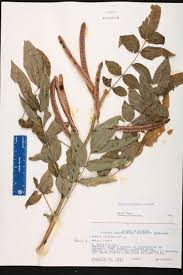 Image result for Senna occidentalis