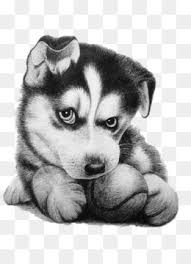 Cute sea turtle coloring page. Husky Dog Png Husky Dog Coloring Pages Cleanpng Kisspng