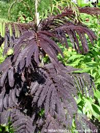 Perzische zijdeboom in 4 pot. Albizia Julibrissin Summer Chocolate Havlis Cz