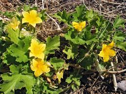 Yellow flowering plants in texas. Yellow Rock Nettle Eucnide Bartonioides
