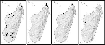 Image result for Paropsia brazzeana