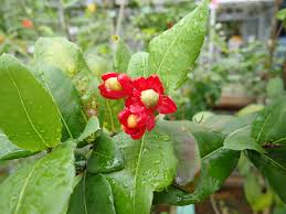 Image result for Ochna kirkii