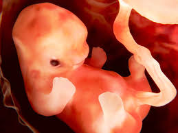 El Bebe En El Vientre Materno Semanas 5 8