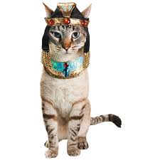 Maybe you would like to learn more about one of these? Pet Supplies Pet Food And Pet Products From Petco Com Cat Costumes Petco Cat Pet Halloween Costumes