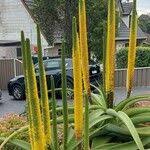 Image result for Aloe spicata