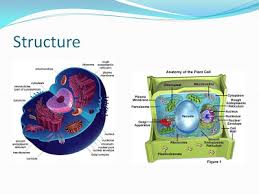 4.1 chemical composition of the cell. Biology Form 2 Notes Masomo Classic