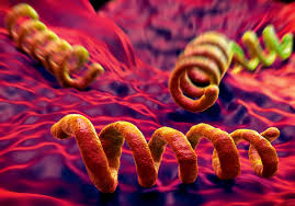 Efficacy of treatment for syphilis in pregnancy. Rki Zahlen Syphilis Diagnosen Auf Hochststand Pz Pharmazeutische Zeitung