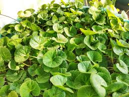 Image result for Centella glabrata