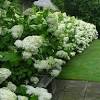 The alice oakleaf hydrangea (hydrangea quercifolia 'alice') is a deciduous plant that's known for its fast growth and green colored leaves. 1