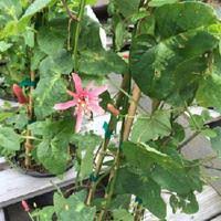 Image result for Passiflora sanguinolenta