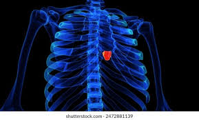 Xiphoid Process: Pain, Lump, Removal, And More