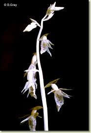 Image result for Epipogium roseum