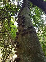 Image result for Zanthoxylum tenuipedicellatum