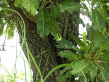Image result for Trochomeria macrocarpa