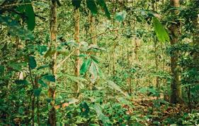 Image result for Gilbertiodendron dewevrei