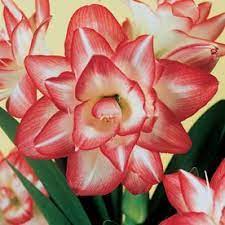 Amaryllis Blossom Peacock Bulbs Lowes Com Amaryllis Bulbs Amaryllis Plant Amaryllis
