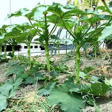 オクラの整枝 剪定 下葉は風通しと成長のためにスッキリと切り落としてしまいましょう 栽培ライフ 3181 Jp ー 野菜を育てると 感性も育つ