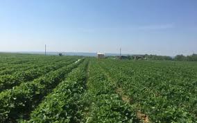 Conform informaţiilor actuale este vorba de 6 miliarde de euro mai mult, adică va exista o creştere de 8% a … Ghid Cum Pot ObÅ£ine Pfa Sau Srl Fonduri Europene De 15 000 De Euro Pentru Dezvoltarea Fermelor