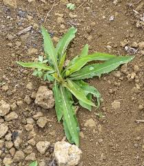Image result for Lactuca indica