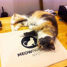 We are the first cat café in nyc: Meow Parlour New York City S First Permanent Cat Cafe Is Open For Business On Hester Street