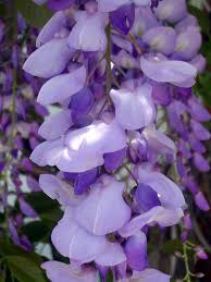 Image result for Wisteria sinensis