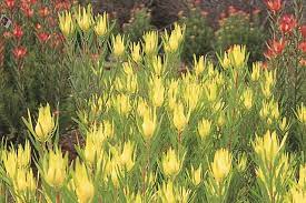 Leucadendron 39 Inca Gold 39 Protea Pinterest Gold And Search Protea Plant Back Gardens Plants