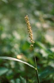 Image result for Cenchrus geniculatus