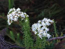 Image result for Chironia flexuosa