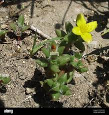 Image result for Portulaca quadrifida