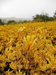 Anigozanthos Hybrid Harmony Boething Treeland Farms