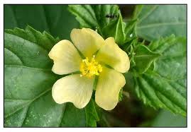 Image result for Sida serratifolia