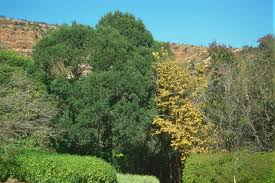 Image result for Celtis africana