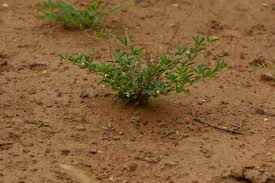 Image result for Ptycholobium plicatum