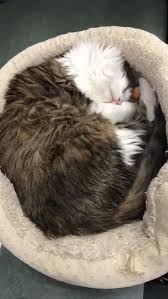 We've seen a lot of great vets over the years, yet he is by far the most thorough and also most caring. The Pet Doctors Of Sherman Oaks Home Facebook